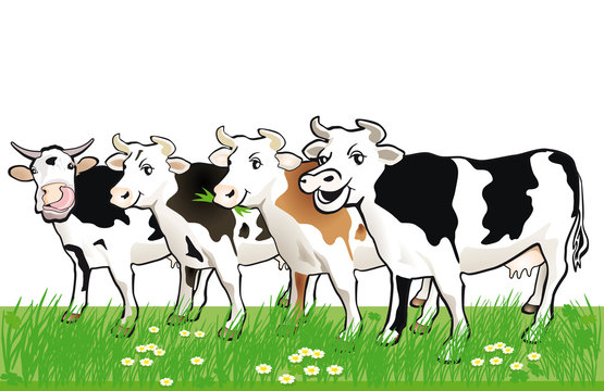 vier fröhliche Kühe