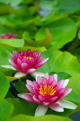Fototapeta premium 睡蓮の花