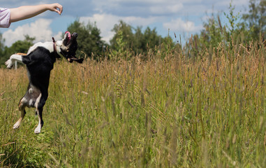 Собака прыгает за печеньем