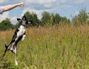 Собака в прыжке