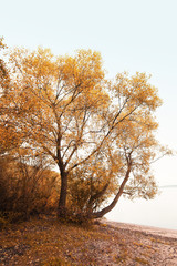 Obraz premium autumn park landscape