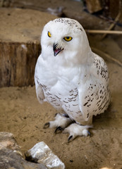 Snowy owl. Bubo scandiacus