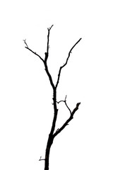 dead tree isolated on white background.