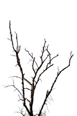 Fototapeta na wymiar dead tree isolated on white background.