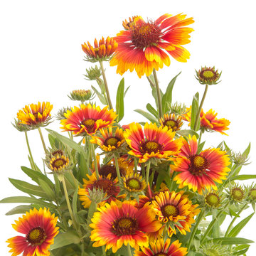 Kokardenblume (Gaillardia aristata)