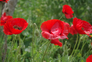 Naklejka premium coquelicot