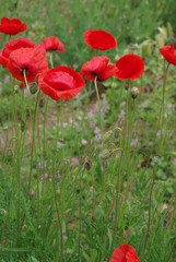 coquelicot