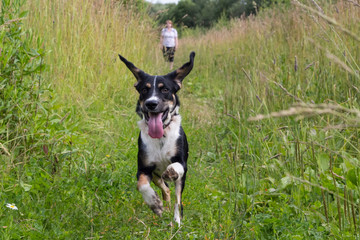 Собака бежит от хозяйки