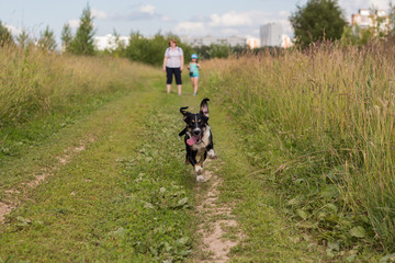 Собака бежит по дороге