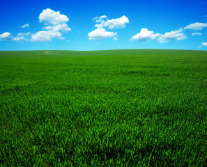 Obraz premium green field