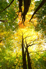 branch beautiful beautiful autumn maple