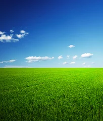  field of grass and perfect sky © ZaZa studio