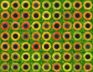 many different multicolored open sunflower backgrounds in grass