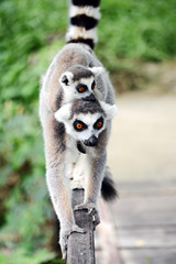 Obraz premium ring-tailed lemur (lemur catta)