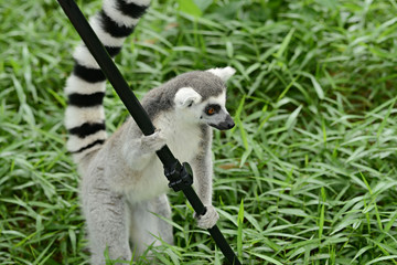 ring-tailed lemur (lemur catta)