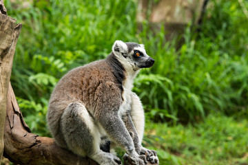 ring-tailed lemur (lemur catta)