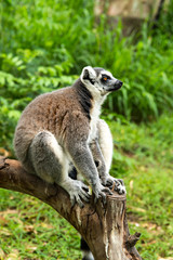 ring-tailed lemur (lemur catta)