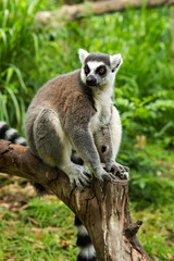 ring-tailed lemur (lemur catta)
