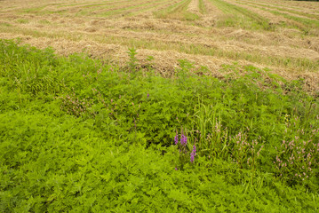 Meadow & Field - Close-up