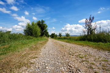 Fototapeta na wymiar rural path with trees next to meadows