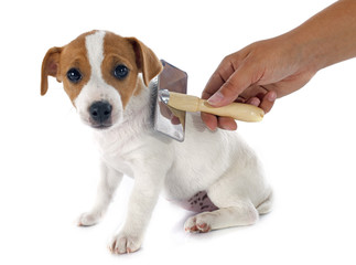 puppy jack russel terrier