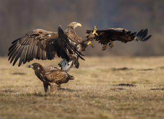 Fighting eagles