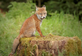 Fox all alone on an old tree