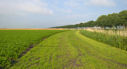 Carrots growing on a field in summer