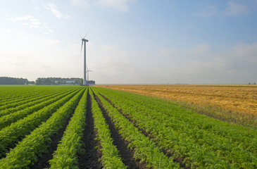 Fototapeta na wymiar Carrots growing on a field in summer