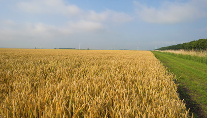 Corn growing on a field in summer