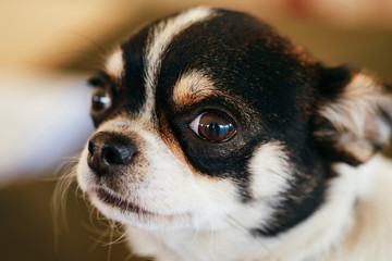 Chihuahua dog close up portrait