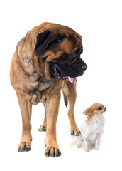Obraz premium mastiff and chihuahua