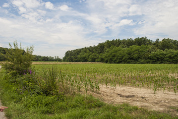 Dry Cornfield