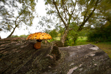 mushrooms on a tree stump