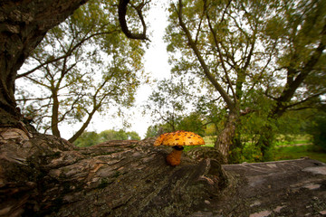 Mushrooms on a tree
