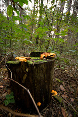 mushrooms on a tree stump