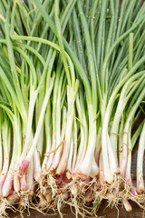 Green onion on wood background