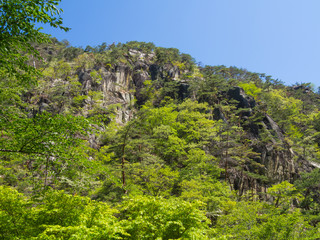 Fototapeta na wymiar Shosenkyo Gorge in fresh green in Kofu, Yamanashi, Japan