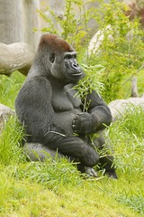 Gorilla (Gorilla), sitting male with a green twig in the paw