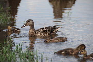 Duck Family