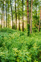 Mixed forest, russian nature
