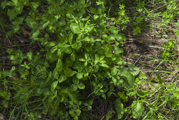 Weed - closeup