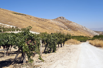 Weinbau Libanon
