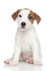 Jack Russell puppy on white