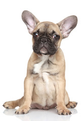 French Bulldog puppy