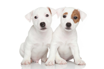 Jack Russell puppies