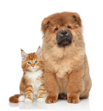 Maine Coon kitten and Chow Chow puppy