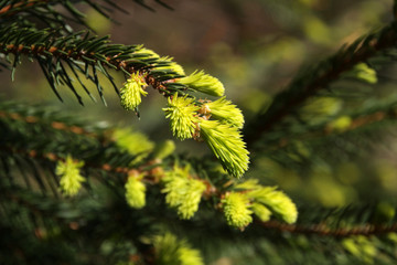 Frische Nadeln einer Fichte