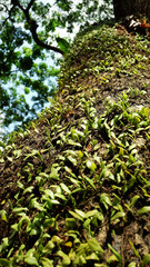 Small plant on tree trunk in tropical forest