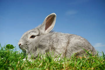 Junges Kaninchen sitzt im Gras